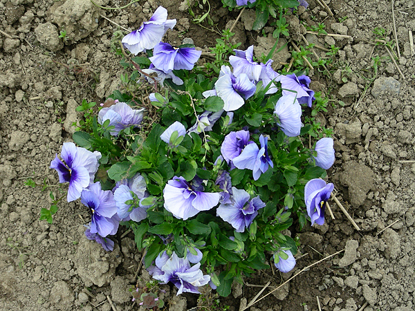 pansy in flower